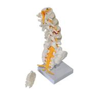 HUIBBGO Modello di Colonna Lombare Umana con coccige Modello di Colonna Lombare Umana a Cinque segmenti e coccige - Modello di Colonna Lombare e Coda di Cavallo - Base di invio Staccabile