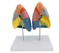 HUIBBGO Modello di polmone Umano, Aree Divise a Colori, Modello colorimetrico del segmento polmonare dell'anatomia polmonare, con Texture Chiara e Modello polmonare del Sistema respiratori