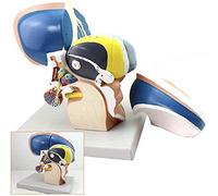 HUIBBGO Modello di Ricerca: Uno Scienziato simula l'anatomia Umana - Modello di Anatomia cerebrale Talamo - Ingrandimento 3X Talamo Anatomia cerebrale scientifica intuitiva - Parte 4