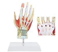 HUIBBGO Modello di Scheletro della Mano, Mano in 7 Parti con Muscoli, legamenti, nervi e arterie. Modello anatomico della Mano. Parti Rimovibili e numerate Che mostrano i Dettagli e la STR