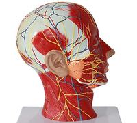 HUIBBGO Modello didattico Cranio Umano Testa e Collo Anatomia Modello Anatomia Umana scientifica sagittale Muscolo Superficiale Nervo Modello Anatomia muscoloscheletrica Modello didattico