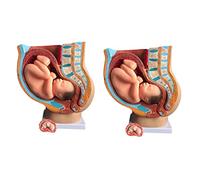 HUIBBGO Modello didattico Mark Modello di feto di Neonato di Nove Mesi Modello anatomico della Struttura uterina delle Donne in 4 Parti Rimovibile Ausilio didattico Medico Modello Medico