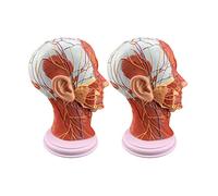 HUIBBGO Modello didattico, Modello del Cervello per l'insegnamento, Modello di muscolatura neurovascolare Superficiale, Modello di Anatomia Classica della Sezione della Testa Medica per l'