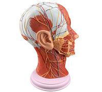 HUIBBGO Modello didattico, Modello del Cervello per l'insegnamento, Modello di muscolatura neurovascolare Superficiale, Modello di Anatomia Classica della Sezione della Testa Medica per l'