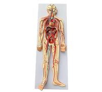 HUIBBGO Modello didattico Modello del Sistema circolatorio Umano Modello di Anatomia degli organi Interni del Corpo Intero Modello dimostrativo cardiovascolare per l'insegnamento