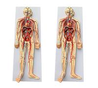 HUIBBGO Modello didattico Modello del Sistema circolatorio Umano Modello di Anatomia degli organi Interni del Corpo Intero Modello dimostrativo cardiovascolare per l'insegnamento