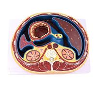 HUIBBGO Modello didattico Modello di Addome Umano Anatomia Medica Modello di Struttura del Sacco a Membrana Piatta Modello di Anatomia degli organi Umani Modello Addominale