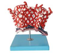 HUIBBGO Modello didattico Modello di espansione alveolare Umana Anatomia Medica Modello alveolare Modello di Anatomia degli organi Umani Ricerca Medica Ricerca sul Sistema respiratorio Ins