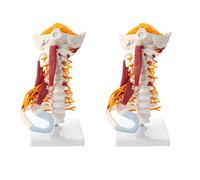 HUIBBGO Modello didattico Modello Medico della Colonna cervicale Nervi spinali Rimovibili Modello anatomico della Colonna cervicale Umana Dimostrazione per l'insegnamento