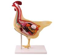 HUIBBGO Modello didattico per Studio Modello anatomico Realistico di Pollo Sezione Trasversale a metà Modelli didattici di biologia Ricerca sulle frattaglie degli Animali Ausili didattici