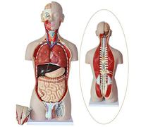 HUIBBGO Modello educativo 85 cm, Modello anatomico del Torso Umano anfotero, Modello anatomico del Torso Umano, Modello di Torso Staccabile in 27 Parti con Schiena Aperta Che espone Gli st
