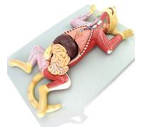 HUIBBGO Modello educativo di Anatomia del Gatto, Modello di Organo Animale, Muscolo viscerale, Nervo, Allevamento di Animali veterinari, Atlante didattico per Animali, Modelli Medici