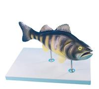 HUIBBGO Modello educativo di Anatomia del Pesce persico, Modello sperimentale di insegnamento scientifico per la specialità di acquacoltura, Modello Animale Biologico
