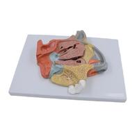 HUIBBGO Modello Medico della cavità nasale, Modello dei Seni turbinati, Strumento didattico per la visualizzazione della rinologia per l'anatomia della cavità nasale e della Gola Umana - M