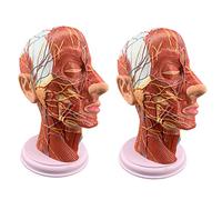 HUIBBGO Modello neurovascolare Superficiale Rimovibile di Mezza Testa Umana e Modello anatomico del Collo Modello didattico di Anatomia Medica Standard con Anatomia numerata accurata