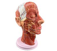HUIBBGO Modello neurovascolare Superficiale Rimovibile di Mezza Testa Umana e Modello anatomico del Collo Modello didattico di Anatomia Medica Standard con Anatomia numerata accurata