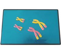 HUIBBGO Strumento didattico per la biologia dei componenti Modello del cromosoma Umano Modello anatomico - Modello didattico per la biologia Cambiamenti cromosomici modalità meiosi Cambiam