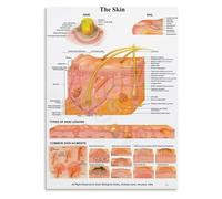 HUJWLBWF Integumentary System Skin Layers Anatomy Dermatology Chart Educational Poster for Students Biology Classroom 8 X 12 in