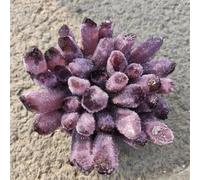 HUJWLBWF Purple Ghost Phantom Quartz Crystal Cluster Rock Stones And Crystals Home Ornaments (Size : 400-500g)