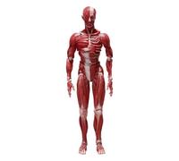 HUMAN ANATOMICAL MODEL Figma Action Figure 15 cm