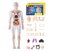 Human Anatomy Model - 11.81x7.09x2.56 Inches 3D Torso Anatomical Model, Human Body For Kids | Educational Anatomical Assembly Kit For Science Educators Boys Students Learners Home Teachers