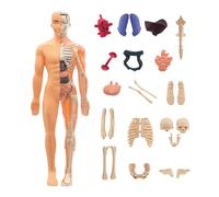 Human Anatomy Model - 28,5 x 10 cm ABS 3D Torso Body Figure, Educational Science Students Realistic Organ Structure Assembly Puzzle | Detailed Human Body Model For Classroom Homeschool