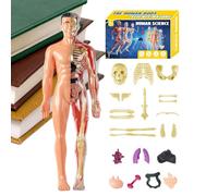 Human Anatomy Model, 3,94 pollici Educational Torso Assembly Kit for Students Learners, Anatomical Model with Removable Parts for Science Educators Teachers Homeschool Classroom