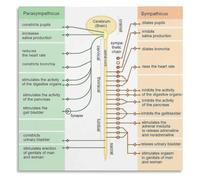 Human Autonomic Pathways Poster for Education Space