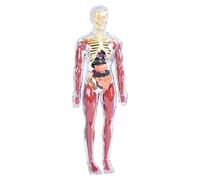 Human Body Anatomy Model Toy | ABS & PP, 11.2in X 3.9in, Soft Body Puzzle | Skeleton & Organs Assembly Set per bambini 4-8 | Educational Science Learning Kit, Birthday Gift