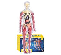 Human Body Anatomy Model Toy - Educational Skeleton Organ Set | Interactive Science Learning Kit With Instruction Manual, Perfect Birthday Gift For Children Boys Girls Preschool Kindergarten Homeschoo