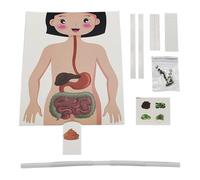 Human Body Anatomy | Stand & Guide Book | Build Your Own Human Body