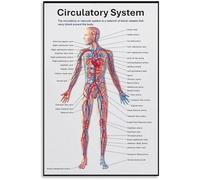 Human Body Circulation Diagram Canvas Wall-Art Educational Chart for Bedroom and Study(Unframed,12x18inch(30x45cm))
