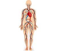 Human Body (Circulatory System) mini formato