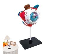 Human Body Eye Model - Detachable Human Anatomy Model 24x5.5x18.5cm | Educational Teaching Aid for Schools, Classrooms, Medical Study and Doctor Offices