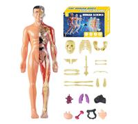 Human Body Model - 11 Inch Anatomical Torso Toy for Science Education, Interactive Learning with Assembly Function, Anatomy Kit for Students, Home, School, Homeschooling, Educational Use
