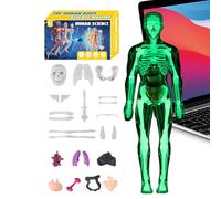 Human Body Model - 11 Inch Anatomical Torso Toy for Science Education, Interactive Learning with Assembly Function, Anatomy Kit for Students, Home, School, Homeschooling, Educational Use
