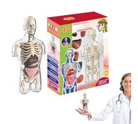 Human Body Model - Transparent Anatomy STEM Toy | Half Torso Assembly Kit for Kid Aged 6+, Educational Physiology Study Tool, Ideal for Science Learning, Classroom, and Stocking Stuffers