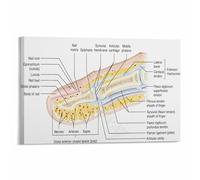 Human Body Science Poster Nail Growth Structure Illustration Canvas Wall Art for Study Room(Unframed,08x12inch(20x30cm))