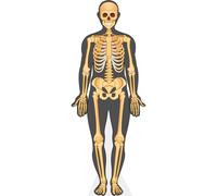 Human Body (Skeleton) a grandezza naturale