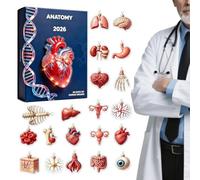 Human Body Structure Pendant for Doctors Nurses Students Teachers Home | 2026 - Human Anatomy Countdown | 24 Acrylic Ornaments