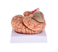 Human Brain Model Anatomy Study