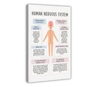 Human Brain Poster Anatomy Nervous System Psychology Office Decor