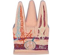 Human Digestive System Intestinal Villi Model - Anatomical Educational Tool for Healthcare applications Study and Teaching Demonstration