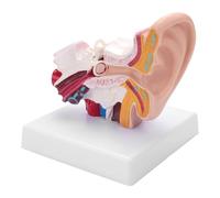 Human Ear Anatomy Model 1.5 Times Enlarged PVC Anatomical Ear Model for Learning Display Research - Enlarged Human Ear Model, Essential for Medical Professionals and Students
