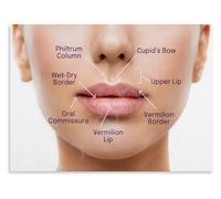 Human Face Anatomy Poster For Study Spaces