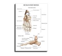 Human Foot Anatomy Canvas Print Skeletal Muscles Chart Educational Wall Decor for Home Classroom(Framed,16x24inch(40x60cm))