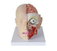 Human Head Anatomy Model with Skull Removable Brain 4-Part Detachable, Arteries, Nerves and Brainstem