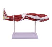 Human Leg Muscle Anatomy Model 1/2 Life Size Upper Limb Muscle Anatomy Model with Bracket Base Showing Muscles Major Blood Vessels & Nerves Visible Arteries