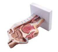 Human Modello Anatomico 'anatomia Della Della CavitÀ Nasale Anatomica 6810