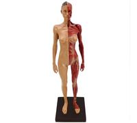 Human Muscular Anatomy Model - Mini Musculature Figure with Base & Clear Muscle Texture for Painting, Sculpture, Medical Reference & Character Design(FEMALE)